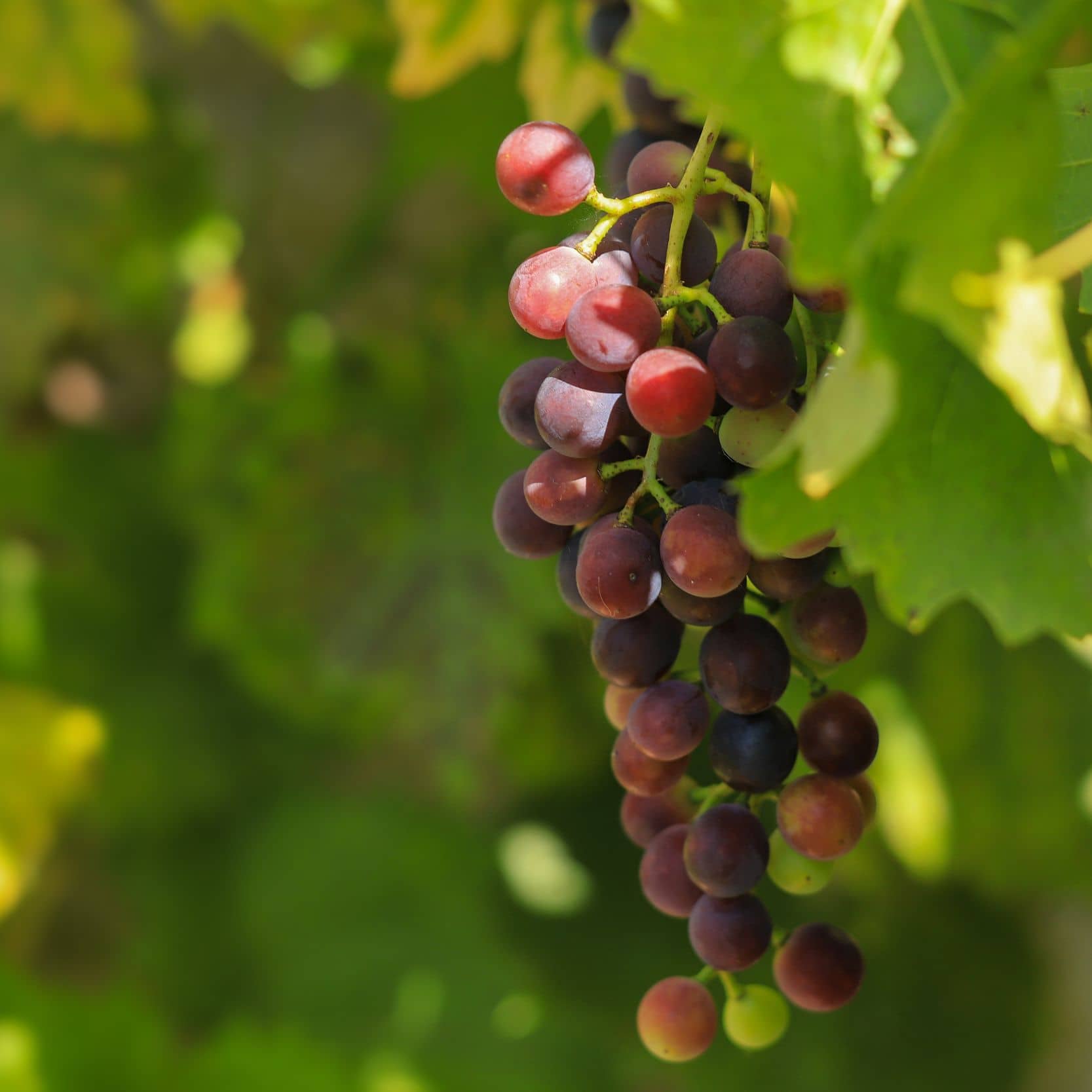 Wein aus Württemberg