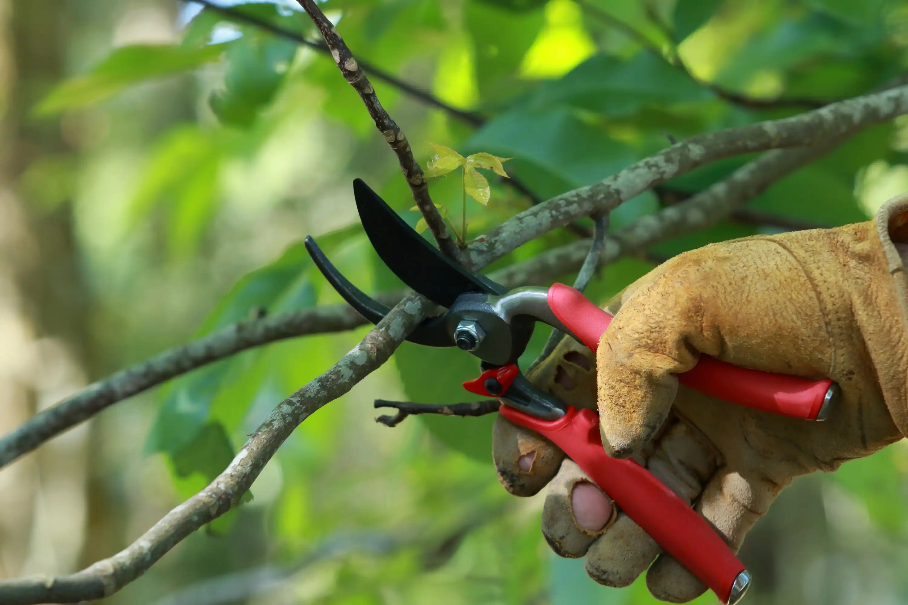 Hochwertige Gartenscheren kaufen: