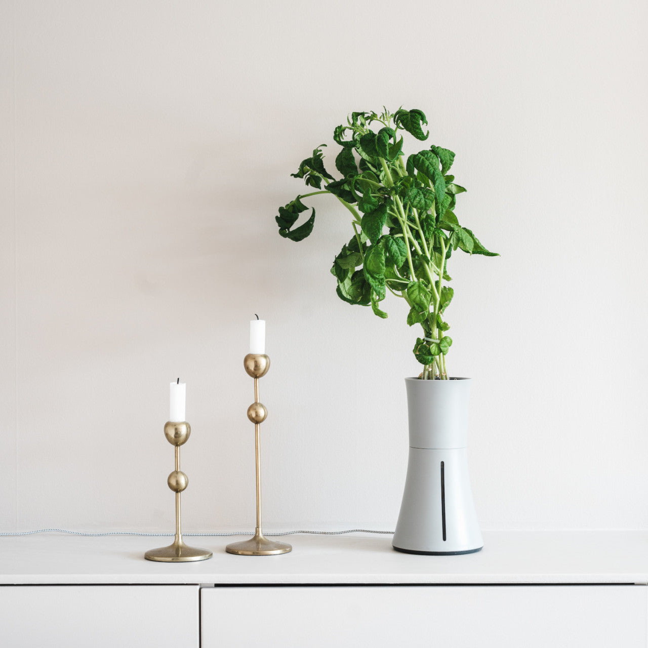 Eine grüne Pflanze, ideal um Kräuter und Gemüse anzubauen, in einem weißen Topf neben zwei Messingkerzenständern mit weißen Kerzen auf einem weißen Schrank.