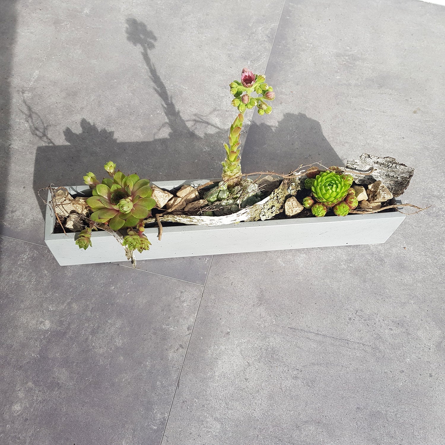 Auf dem grau gefliesten Boden steht ein grauer Beton-Blumenkasten, gefüllt mit Sukkulenten und Rinde. Die Pflanzen zeigen grüne und rötliche Farbtöne, variierende Höhen und eine kleine rosa Blüte auf einem hohen Stiel. Elegante Schattenwürfe zur Seite verstärken die Wirkung des Arrangements.