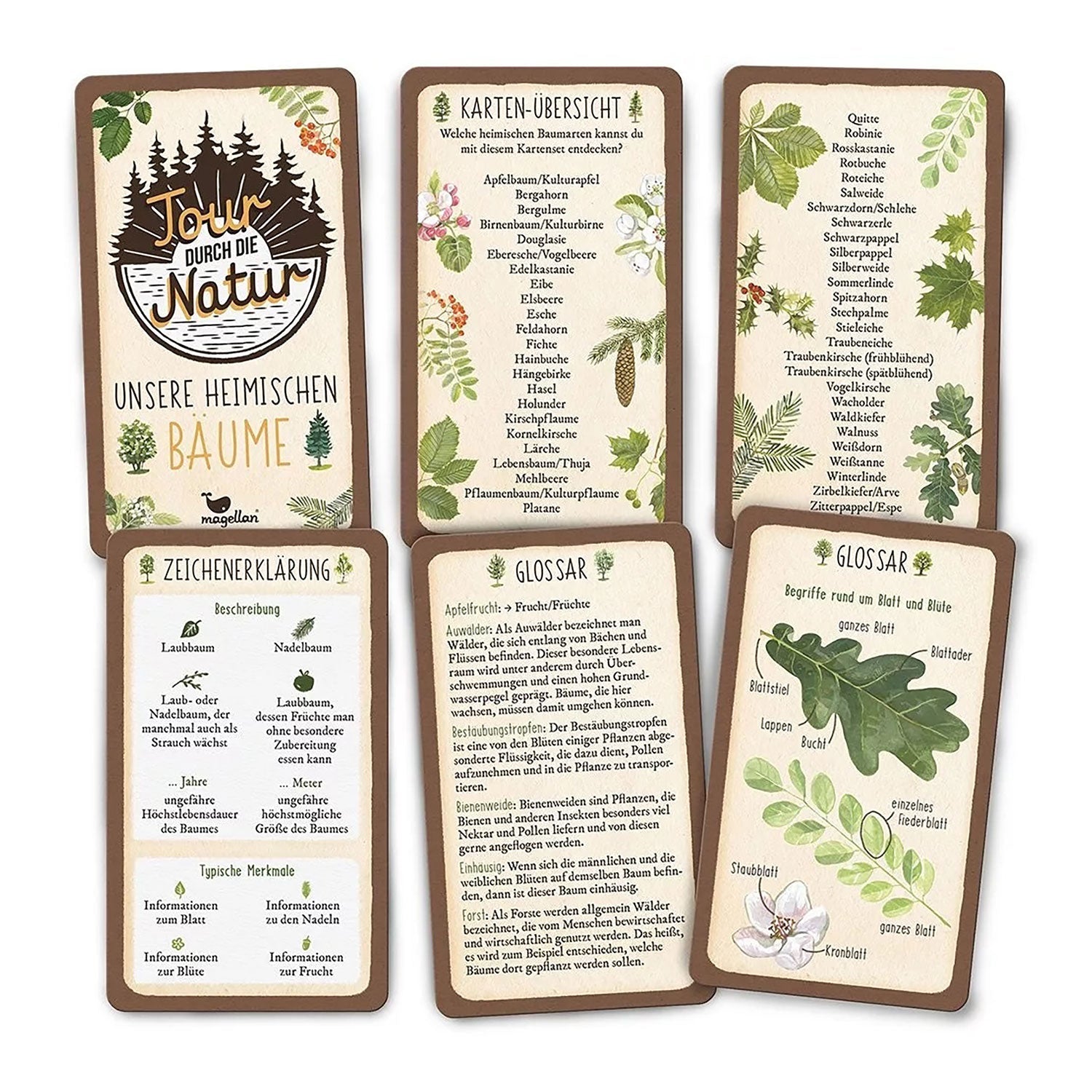 Tour durch die Natur: Bestimmungskarten heimischer Bäume, ideal für Kinder.