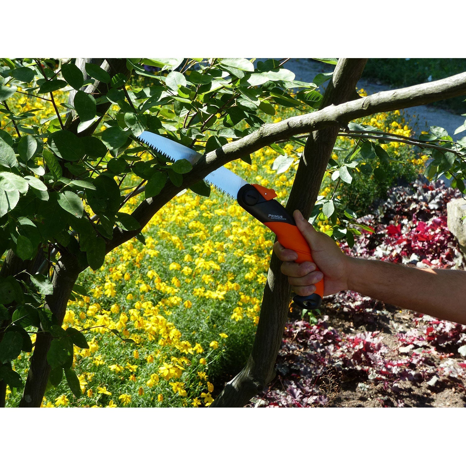 Eine Hand benutzt eine Klappsäge für Hobbygärtner, um einen Zweig in der Nähe gelber Blüten zu beschneiden.