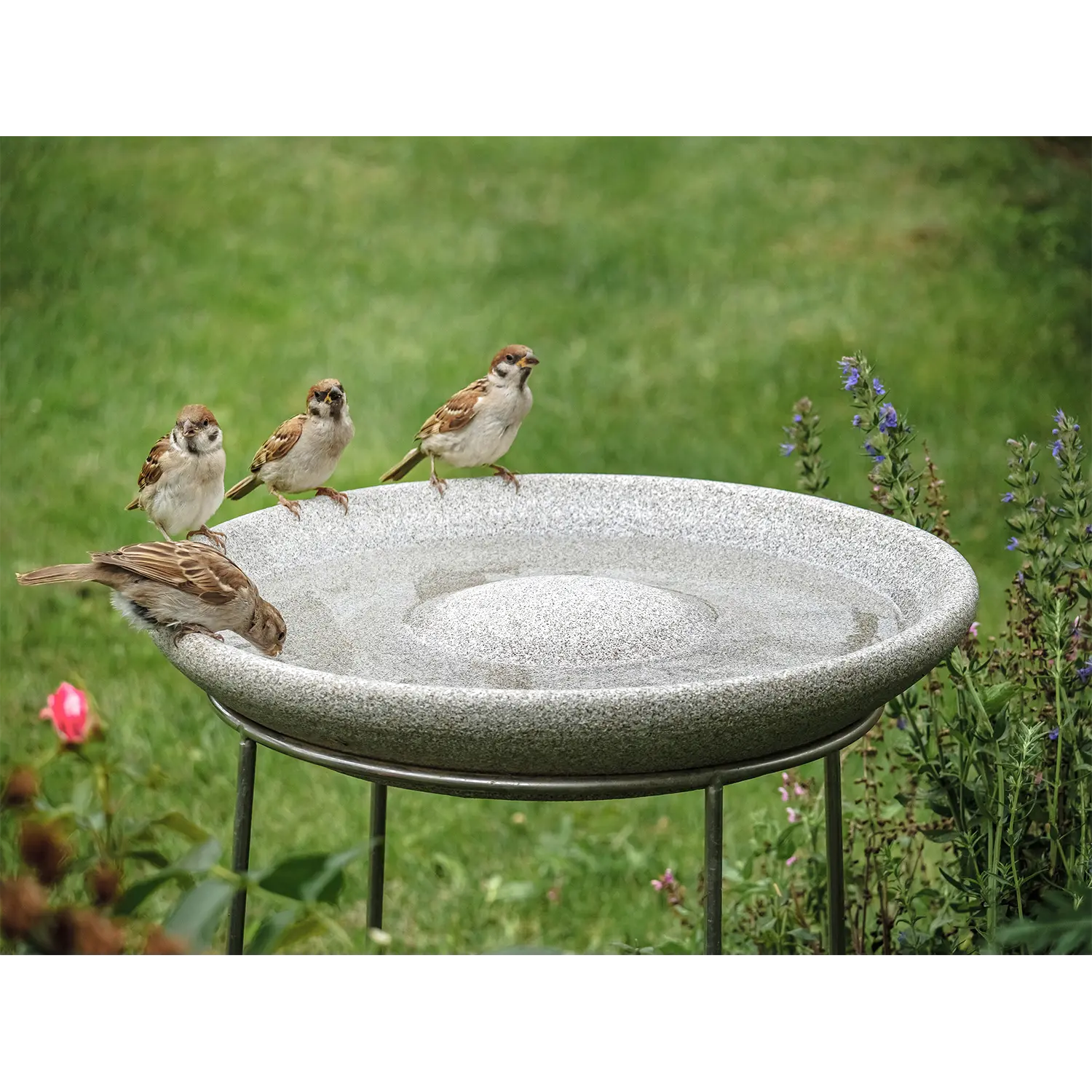Vier kleine braune Vögel sitzen auf einer Vogeltränke Granicum mit Ständer.