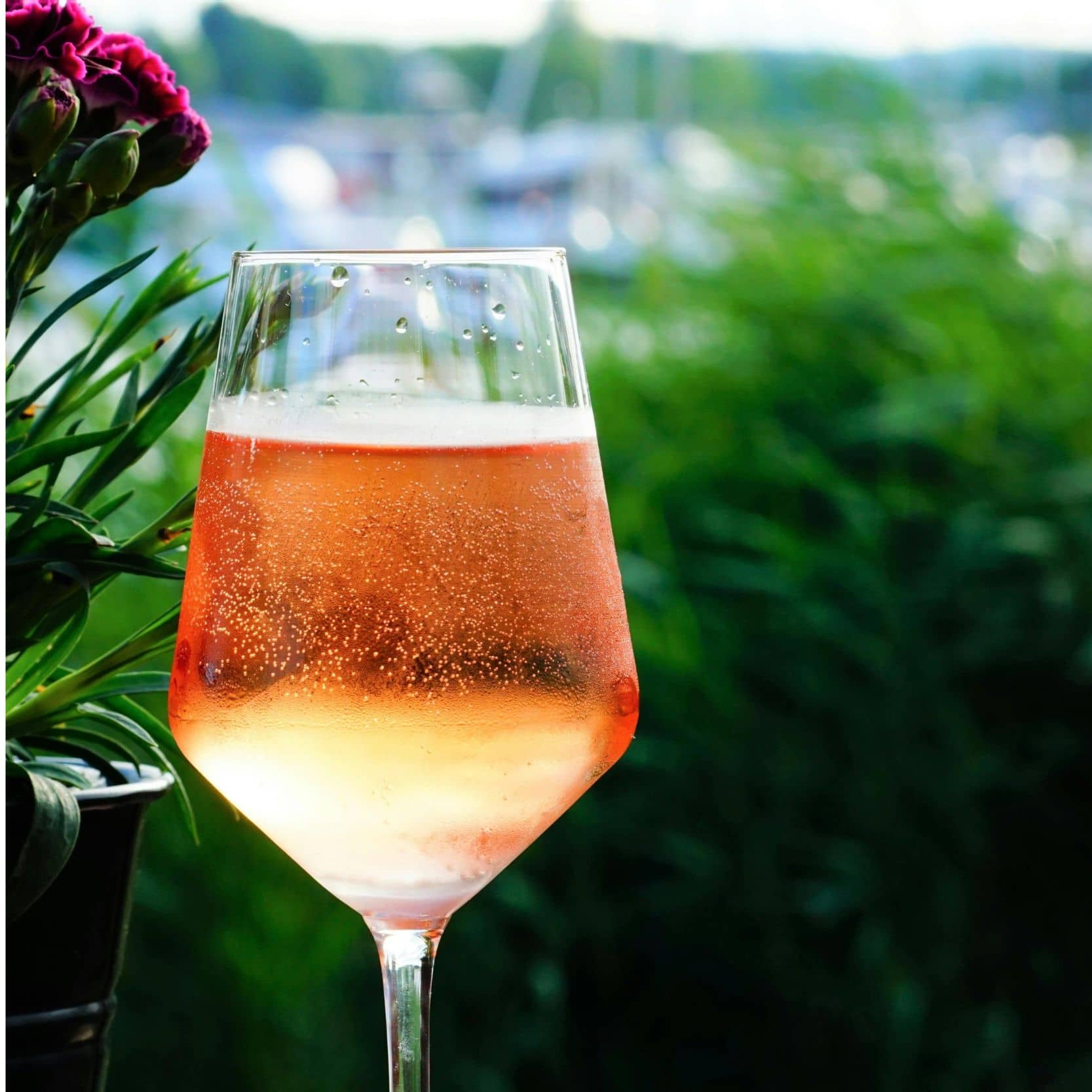 14. August - Tag des Rosé
