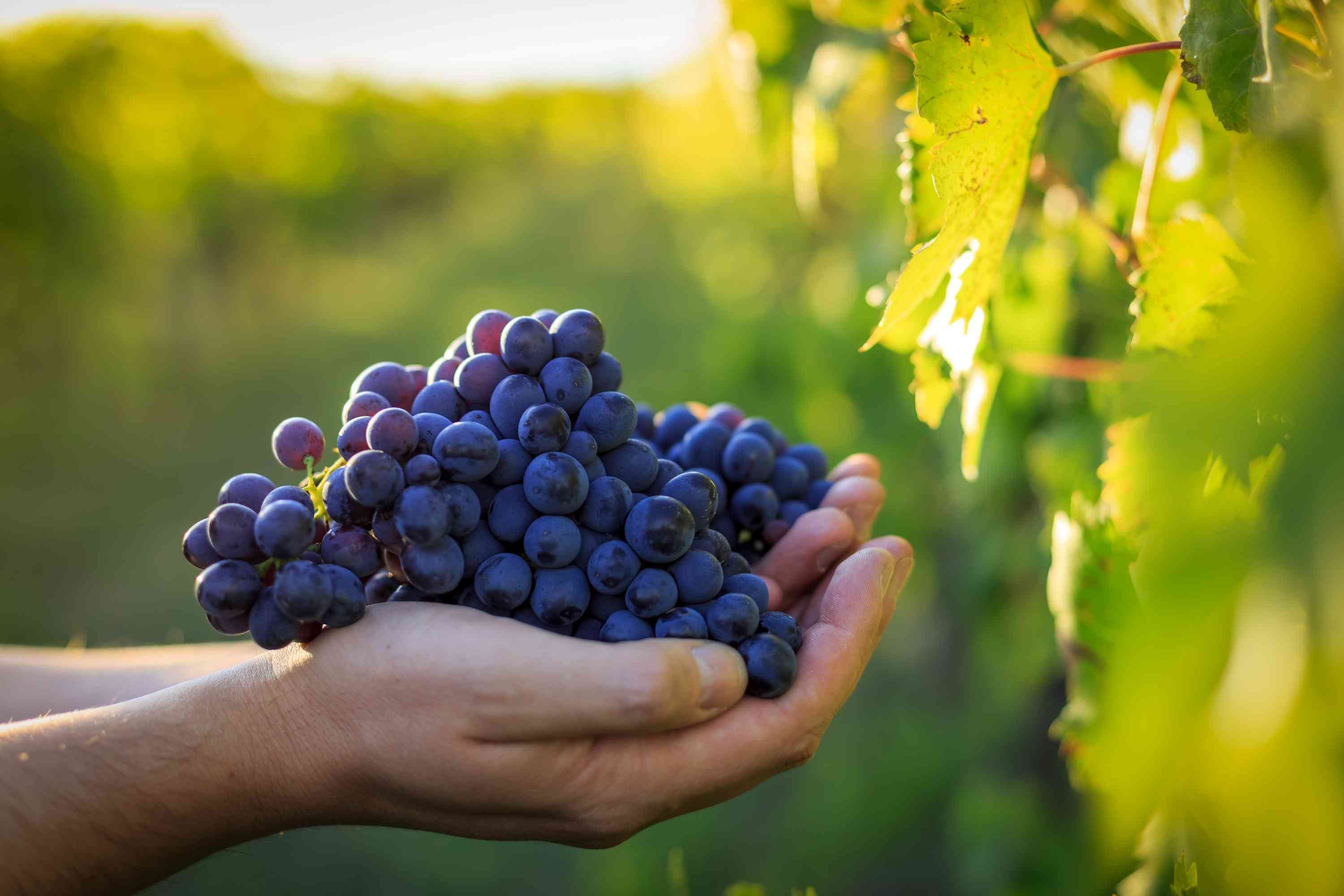 Weintrauben für Schoppenwein