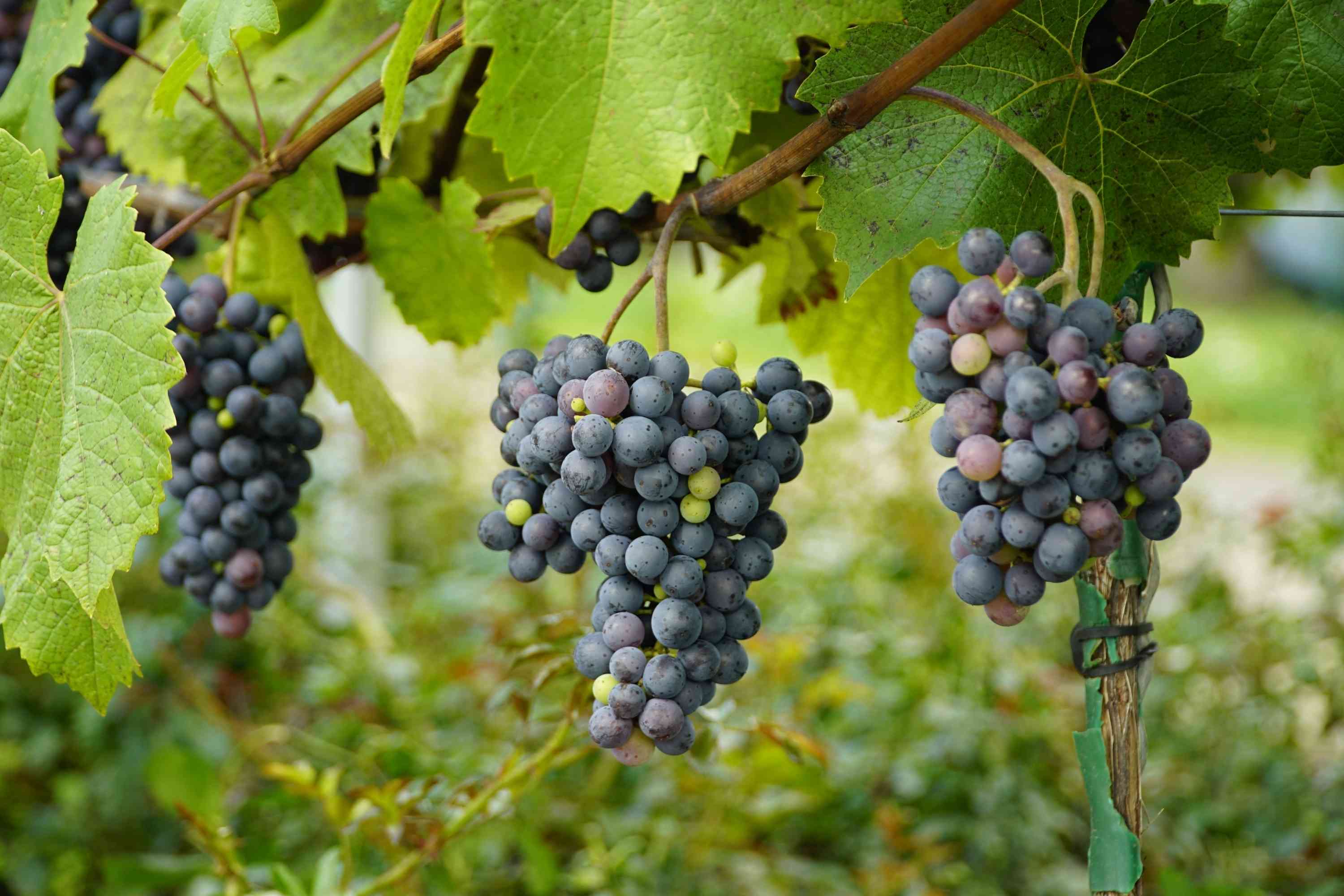 Wein aus Deutschland kaufen