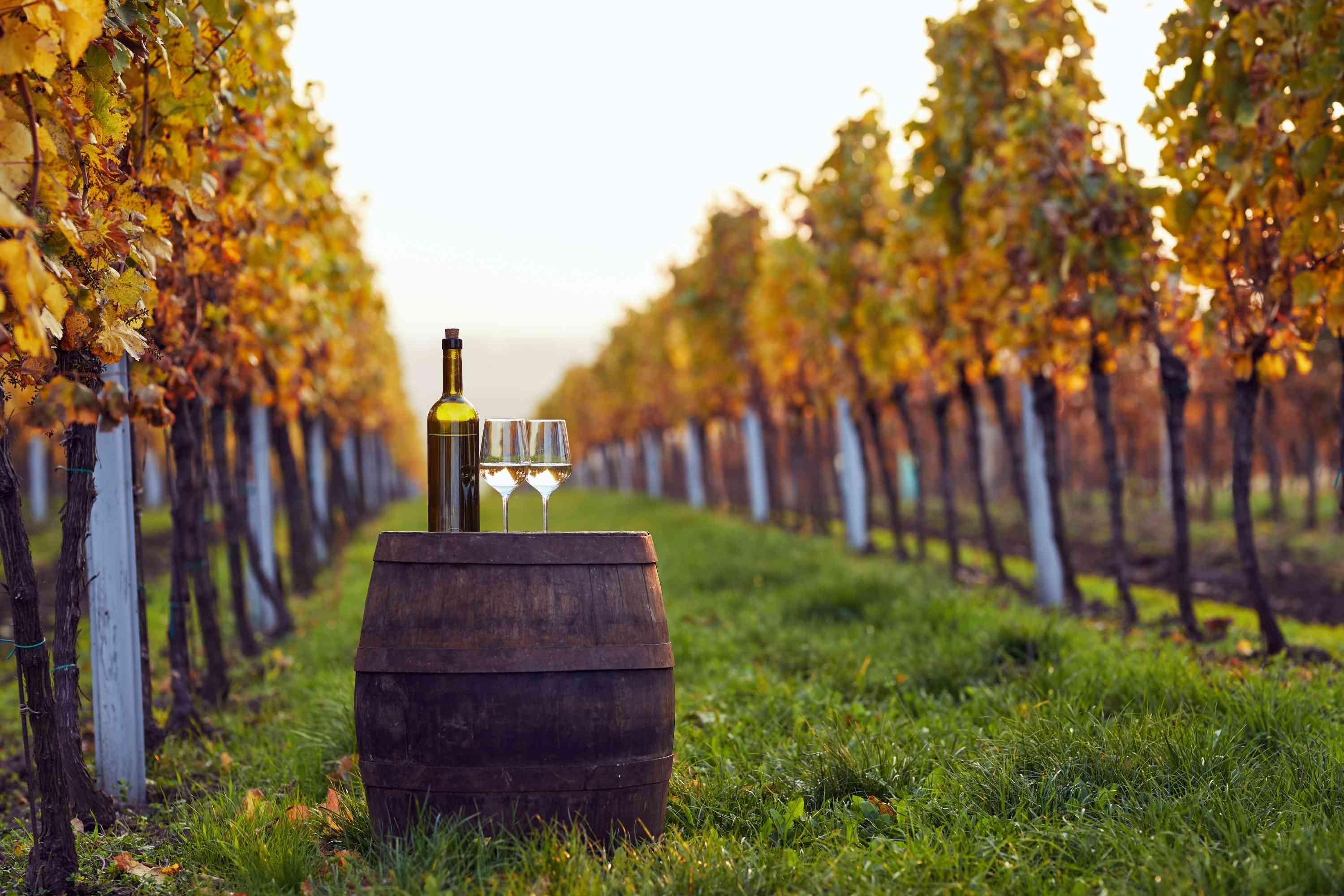 Wein aus Italien kaufen