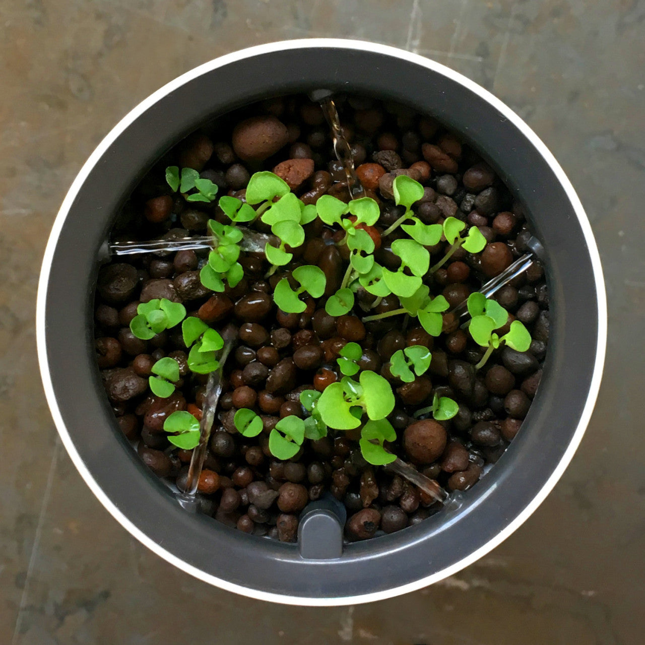Draufsicht auf Setzlinge in Botanium-ideal für einen hydroponischen Kräutergarten.