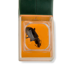 Ein schwarzer Käfer in einem Insektensammler mit orangefarbenem Sockel wird von oben betrachtet, seine Details sind durch die Acrylglas-Lupe auf dem durchsichtigen Deckel sichtbar.