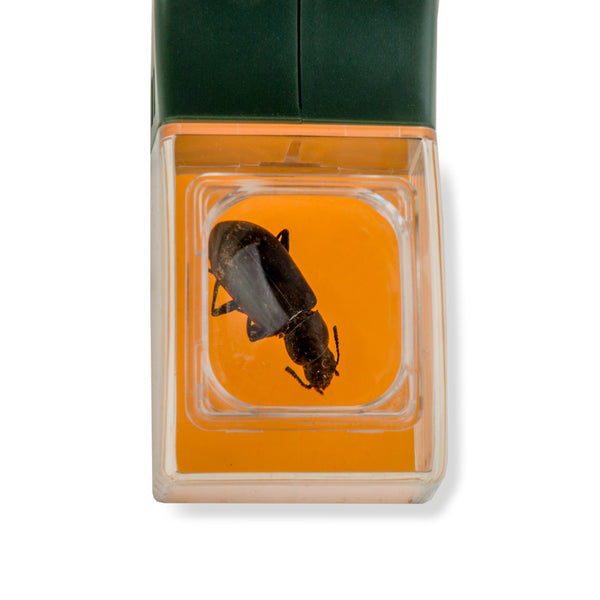 Ein schwarzer Käfer in einem Insektensammler mit orangefarbenem Sockel wird von oben betrachtet, seine Details sind durch die Acrylglas-Lupe auf dem durchsichtigen Deckel sichtbar.