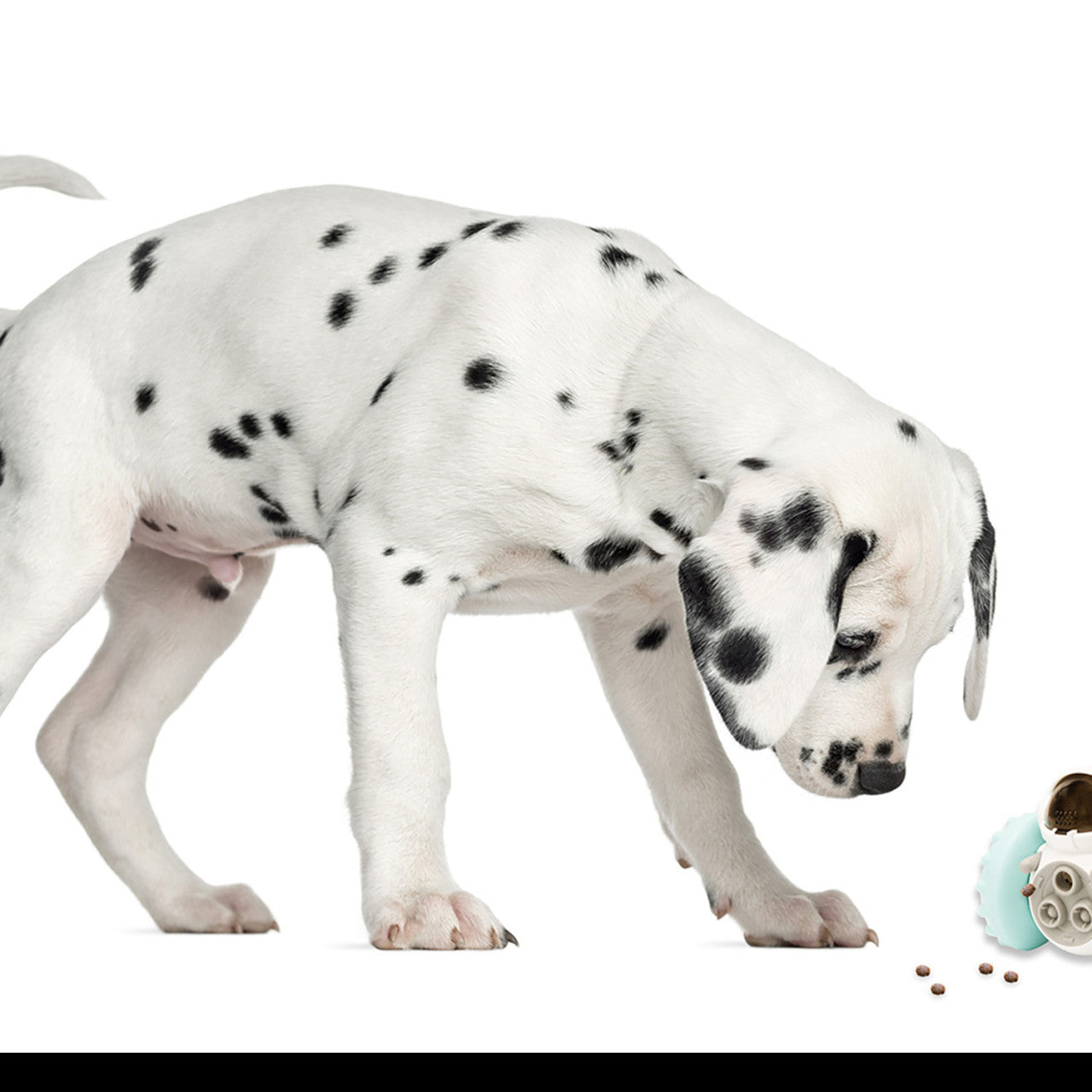 Dalmatinerwelpe, der auf verschüttetes Trockenfutter, ein blaues Hundespielzeug-Stehaufmännchen und einen Leckerli-Roboter auf weißem Hintergrund hinunterblickt.
