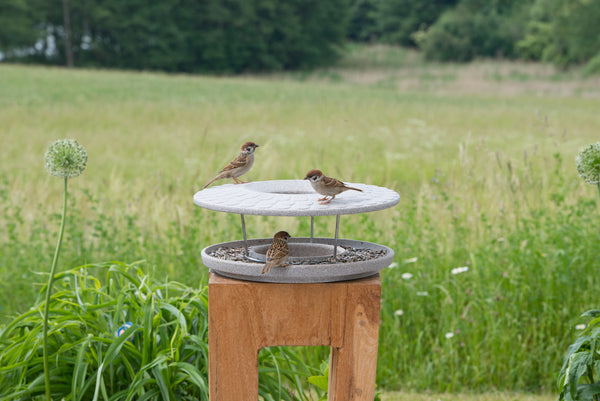 Drei Vögel sitzen auf einem runden Futterspender im Freien  umgeben von grünen Pflanzen und einer Wiese im Hintergrund.
