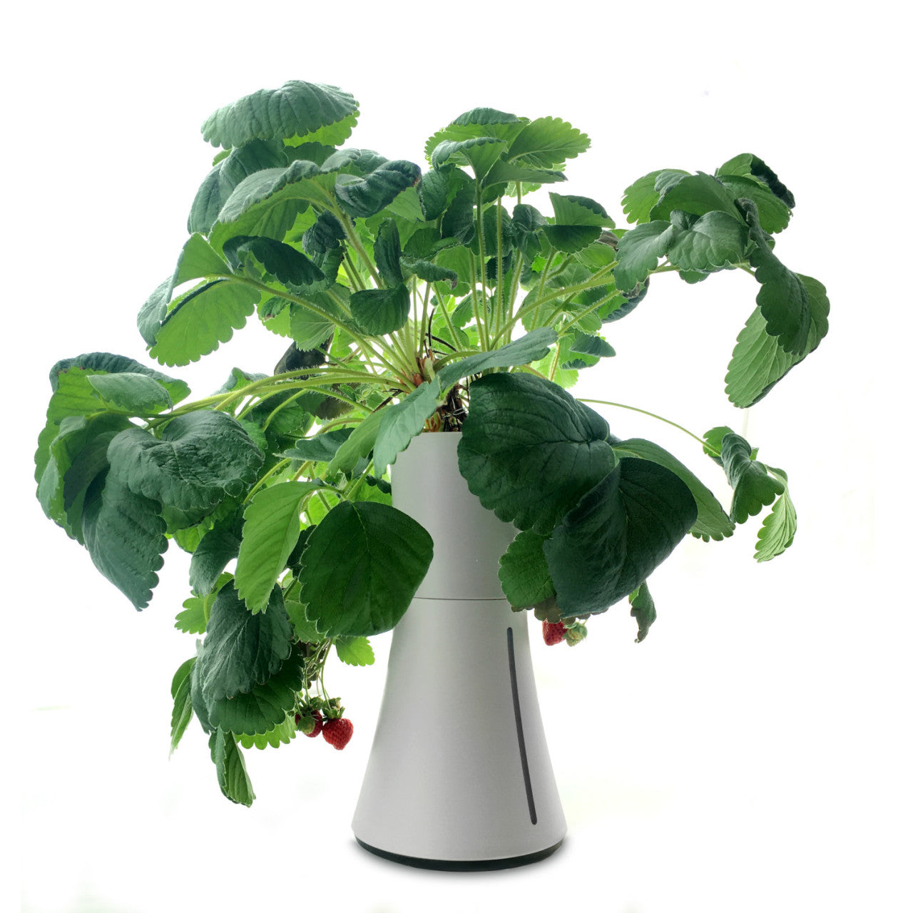 Erdbeerpflanze mit reifen Beeren wächst in einem modernen, weißen Pflanzgefäß mit automatischer Bewässerung vor weißem Hintergrund.