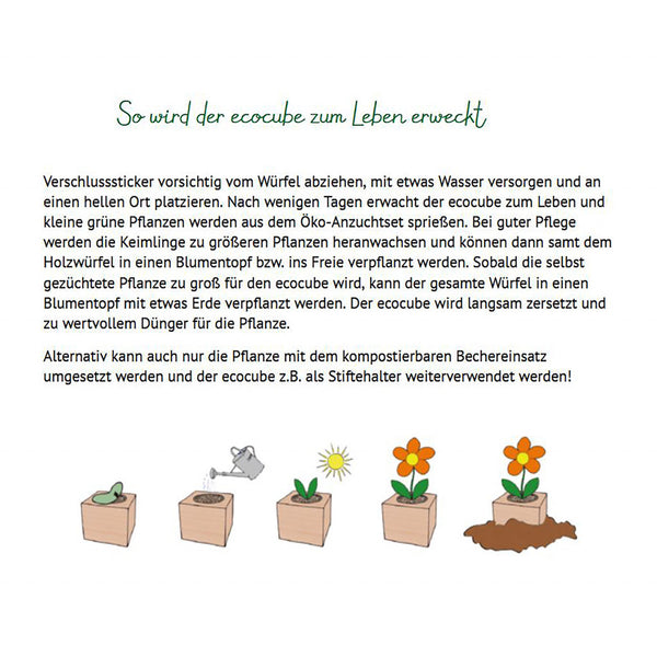Anleitungsgrafik, die mit einfachen Abbildungen und erklärendem deutschen Text zeigt, wie man einen Glücksklee-Ecocube bepflanzt, einschließlich der Schritte zum Hinzufügen von Wachstumsgranulat.