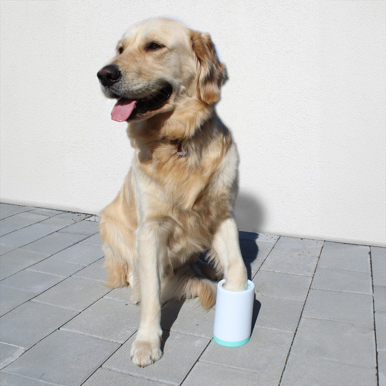 Unser pelziger Freund sitzt auf dem Gehweg und hat eine Pfote im weißen und blauen Pfotenreiniger – für ein einfaches Reinigen nach dem Spaziergang.