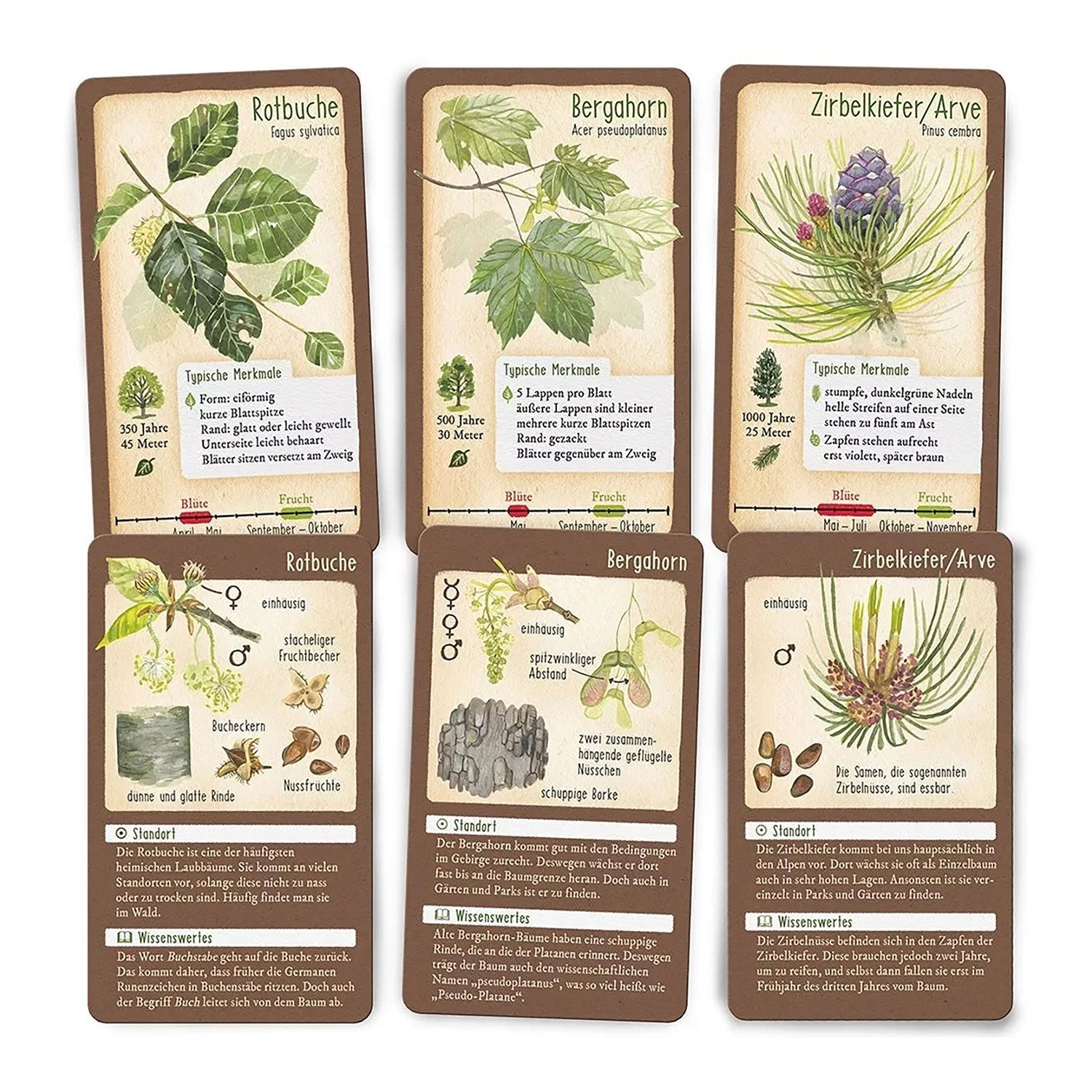Die Bestimmungskarten enthalten die wichtigsten Infos über heimische Bäume.