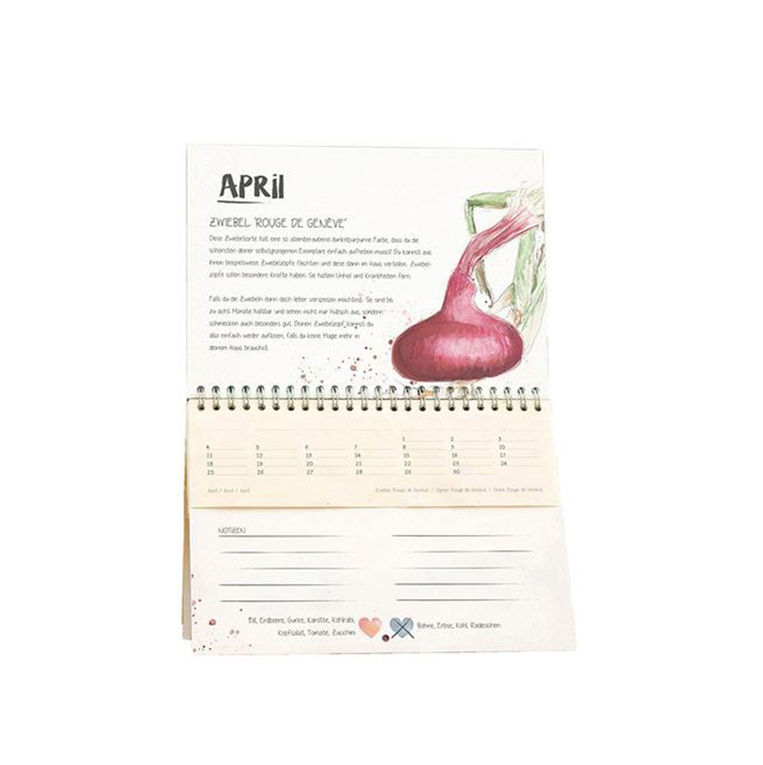 Der wachsende Kalender eröffnet den April mit einer bezaubernden rosa Zwiebelillustration. Mit dem Schwerpunkt auf Bio-Saatgut verbindet er optische Freude mit Umweltfreundlichkeit. Die detailreiche Oberseite trifft auf ein notizfreundliches Raster darunter, elegant durch eine Spirale gebunden.