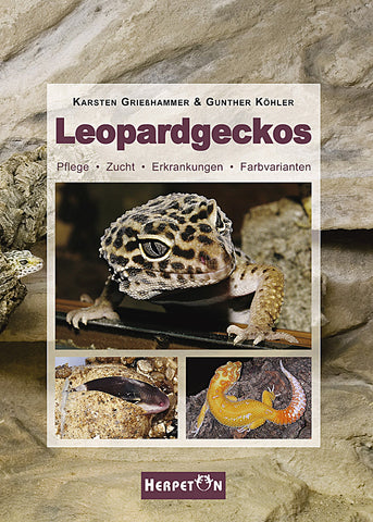 Leopardgeckos - Bild 1