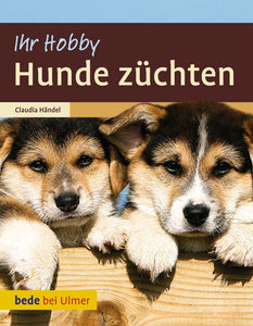 Hunde züchten - Bild 1