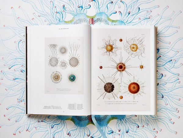 The Art and Science of Ernst Haeckel - Bild 7