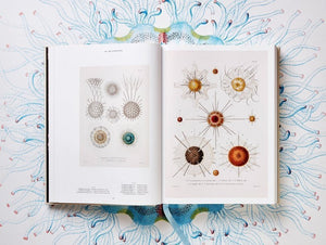The Art and Science of Ernst Haeckel - Bild 13