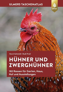 Hühner und Zwerghühner - Bild 1