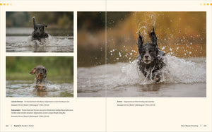 Hunde-Shooting - Fotografieren mit "Wau-Effekt" - Bild 7