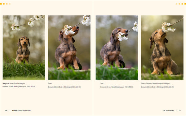Hunde-Shooting - Fotografieren mit "Wau-Effekt" - Bild 11