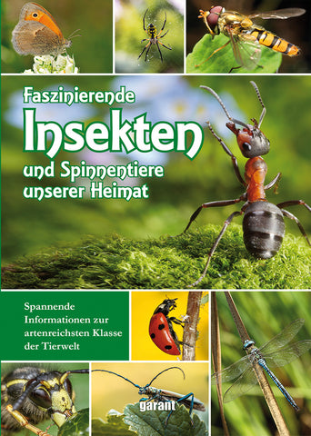 Faszinierende Insekten und Spinnentiere unserer Heimat - Bild 1