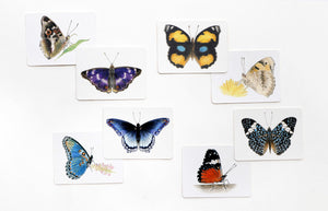 Schmetterlinge und ihre Flügel - Bild 5