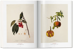 A Garden Eden. Masterpieces of Botanical Illustration - Bild 7