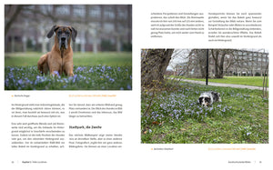 Hunde fotografieren - Kreative Bilder mit "Wau-Effekt" - Bild 3