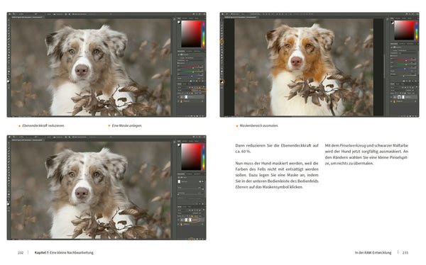Hunde fotografieren - Kreative Bilder mit "Wau-Effekt" - Bild 6