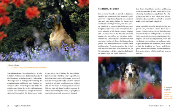 Hunde fotografieren - Kreative Bilder mit "Wau-Effekt" - Bild 9