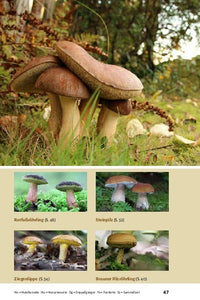 Pilze bestimmen - Der kleine Pilzführer für Einsteiger und Fortgeschrittene - Bild 9