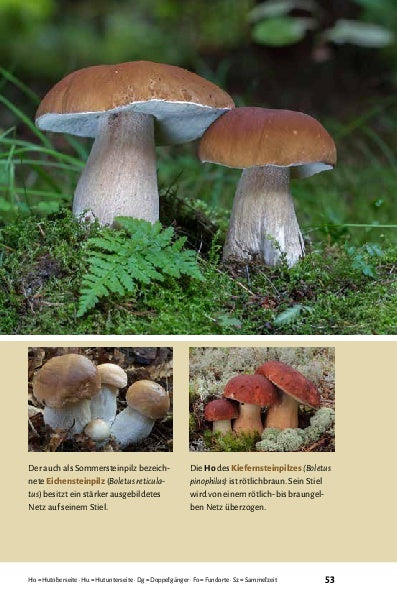 Pilze bestimmen - Der kleine Pilzführer für Einsteiger und Fortgeschrittene - Bild 11